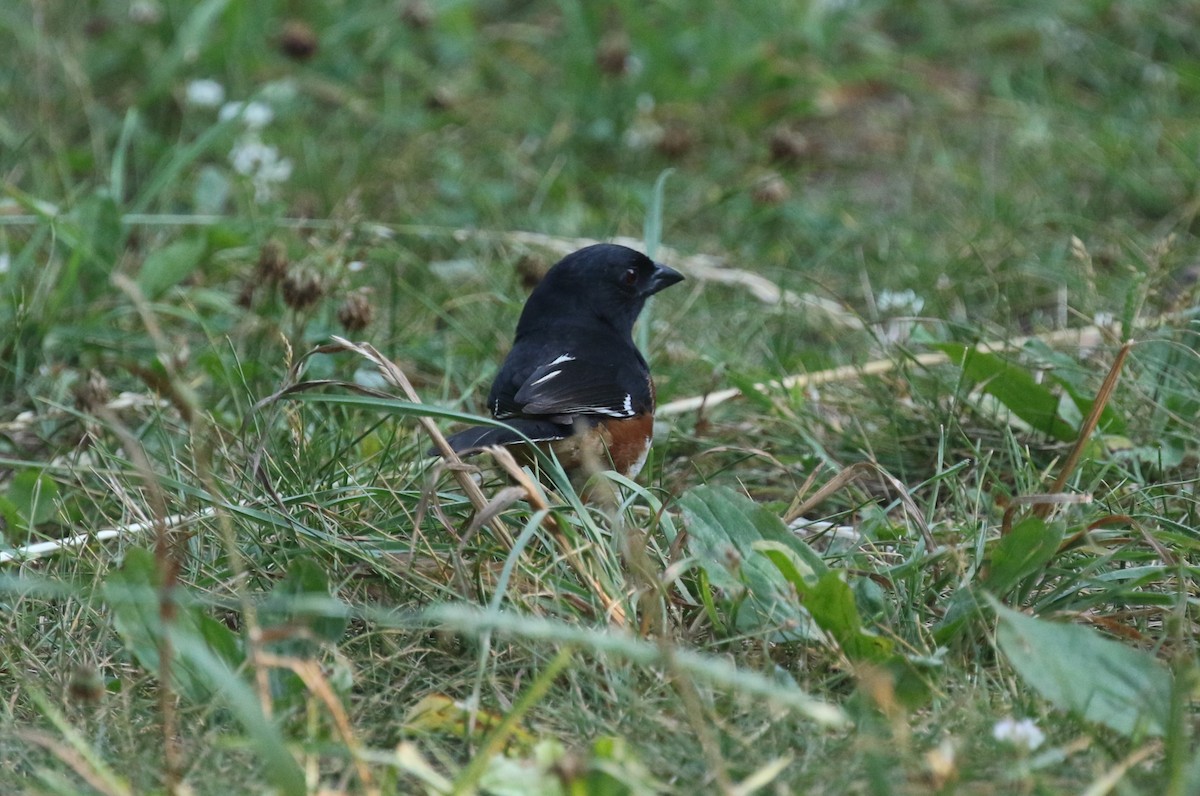 ワキアカトウヒチョウ - ML620678568