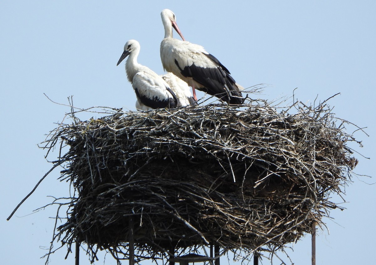 White Stork - ML620678571