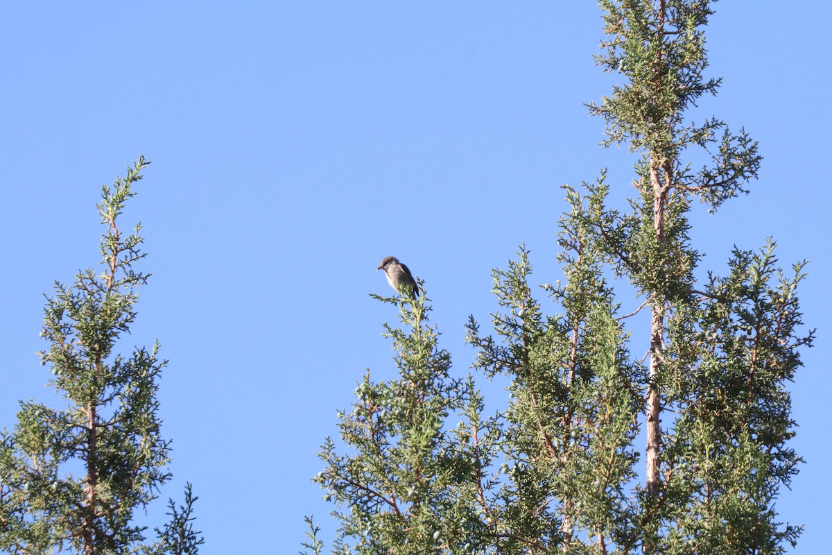 Gray Vireo - Matt Conn