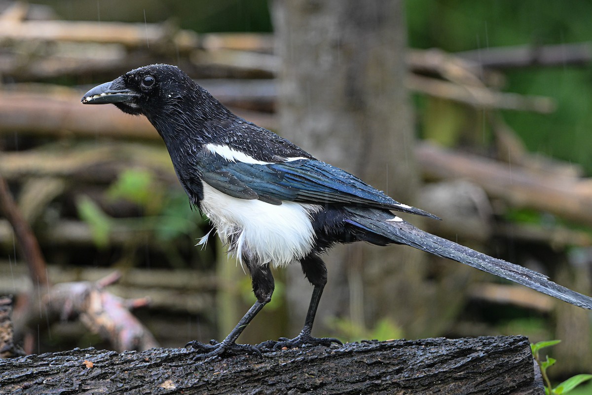 Eurasian Magpie - ML620678577