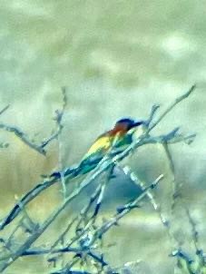 European Bee-eater - ML620678578