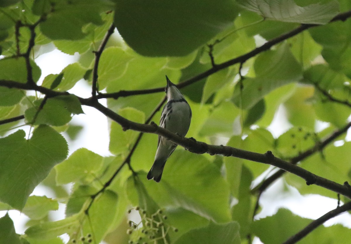 Blauwaldsänger - ML620678579