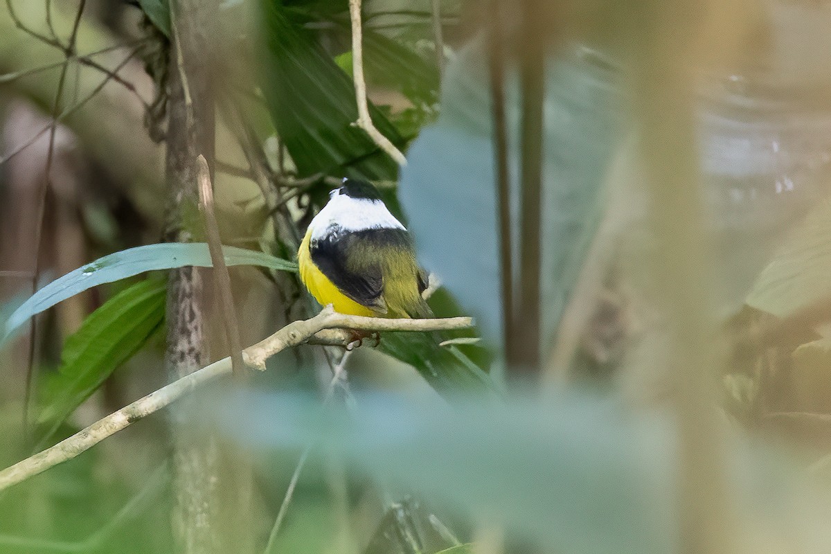 White-collared Manakin - Chris S. Wood