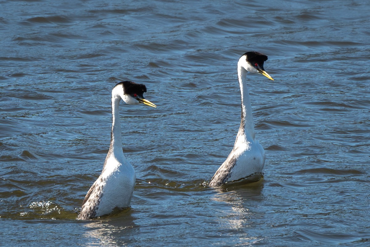 Western Grebe - ML620678582