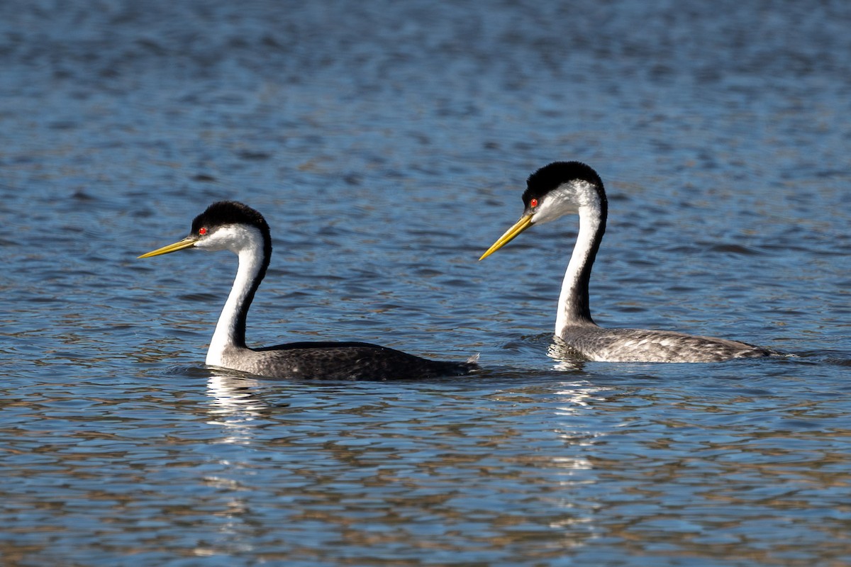 Western Grebe - ML620678585