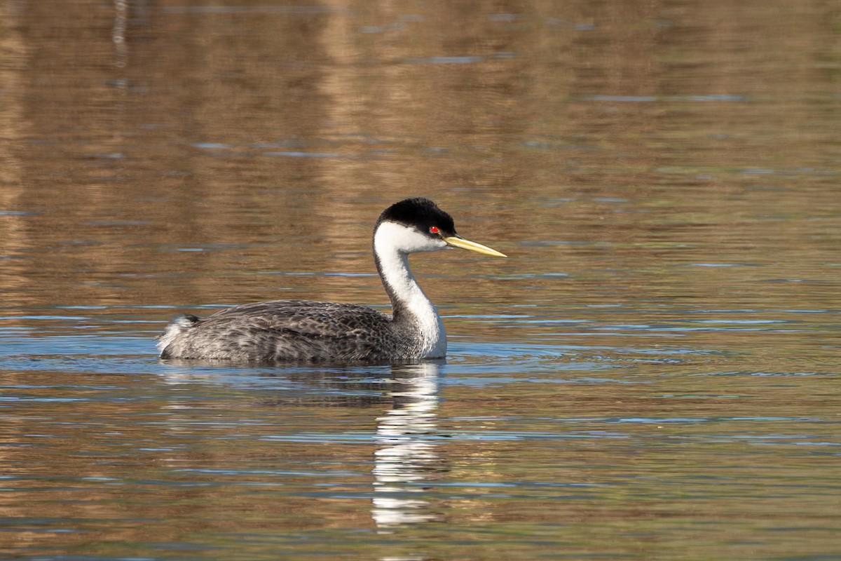 Western Grebe - ML620678586