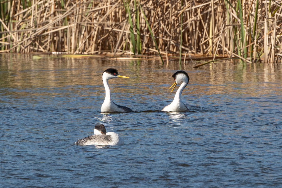 Western Grebe - ML620678587