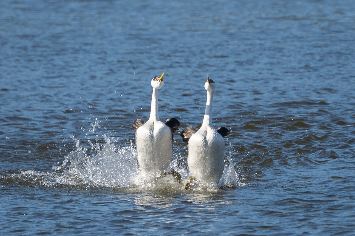 Western Grebe - ML620678588