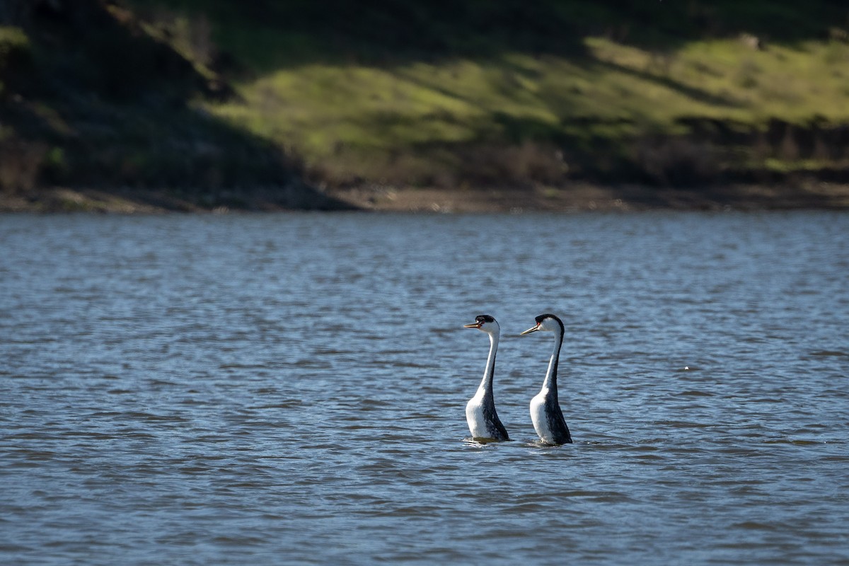 Western Grebe - ML620678589