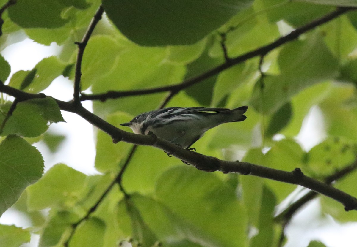 Blauwaldsänger - ML620678591