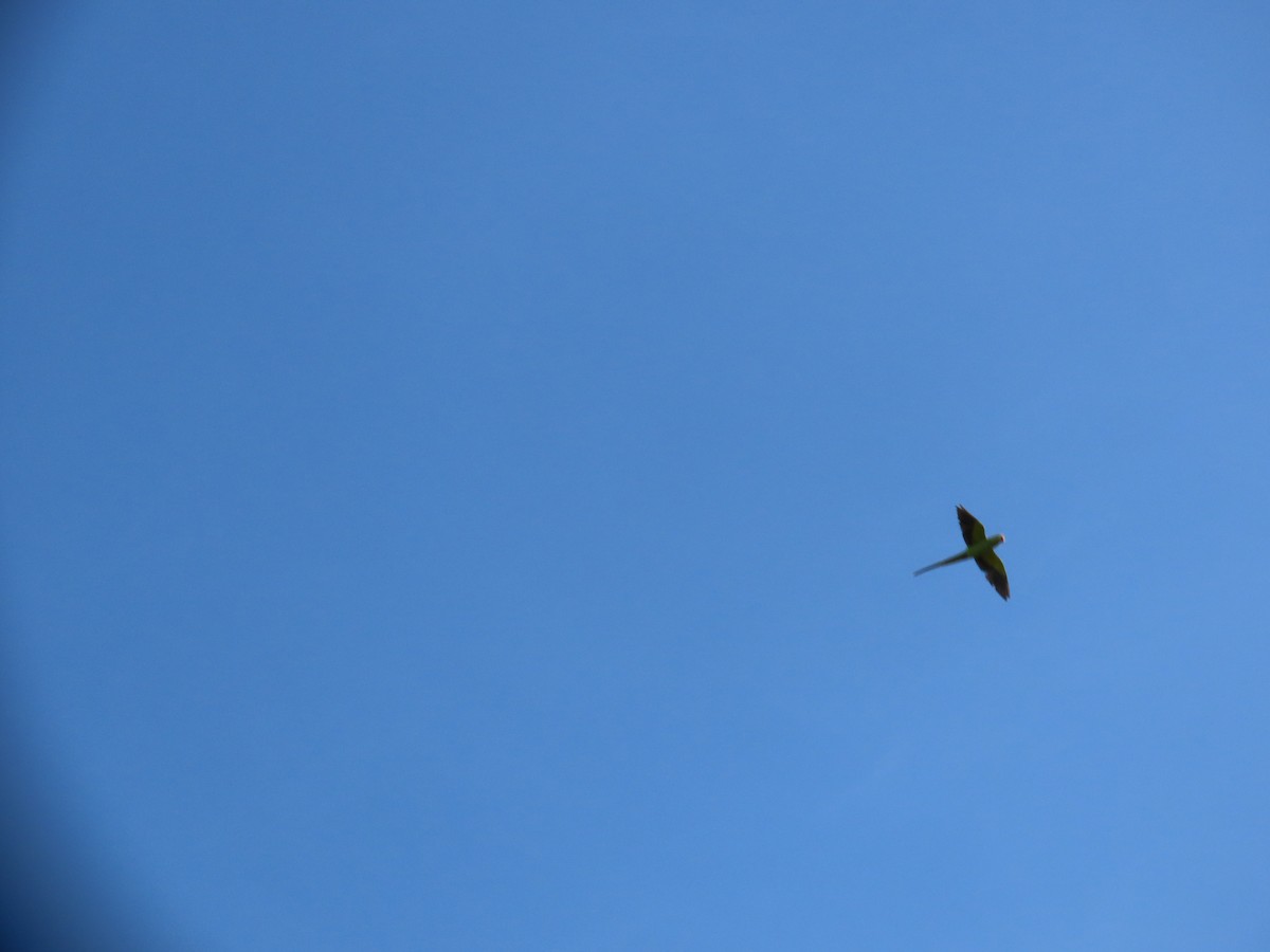 Rose-ringed Parakeet - ML620678592