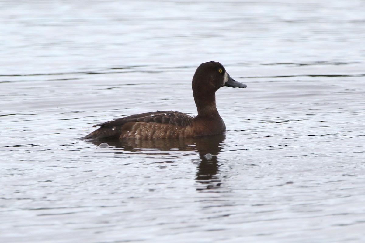Greater Scaup - ML620678593