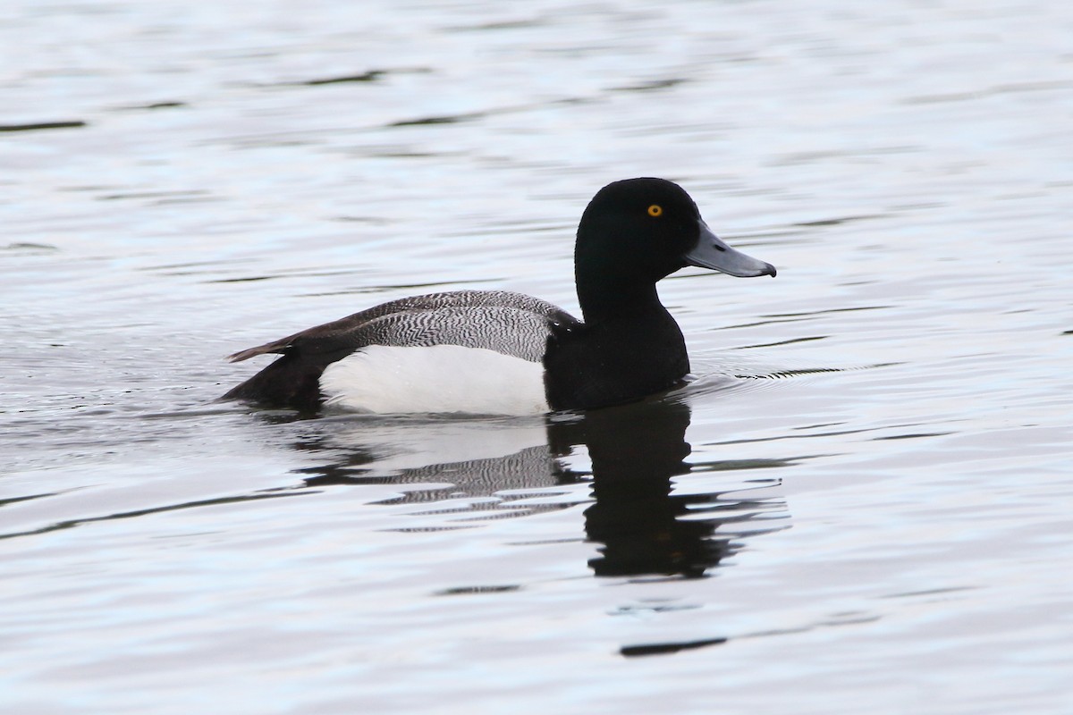Greater Scaup - ML620678594