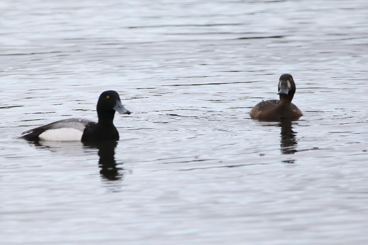 Greater Scaup - Kenny Benge