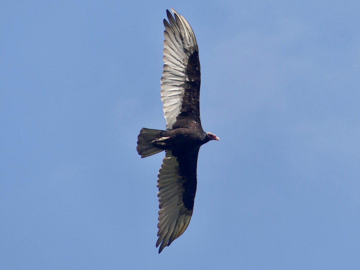 Turkey Vulture - ML620678598