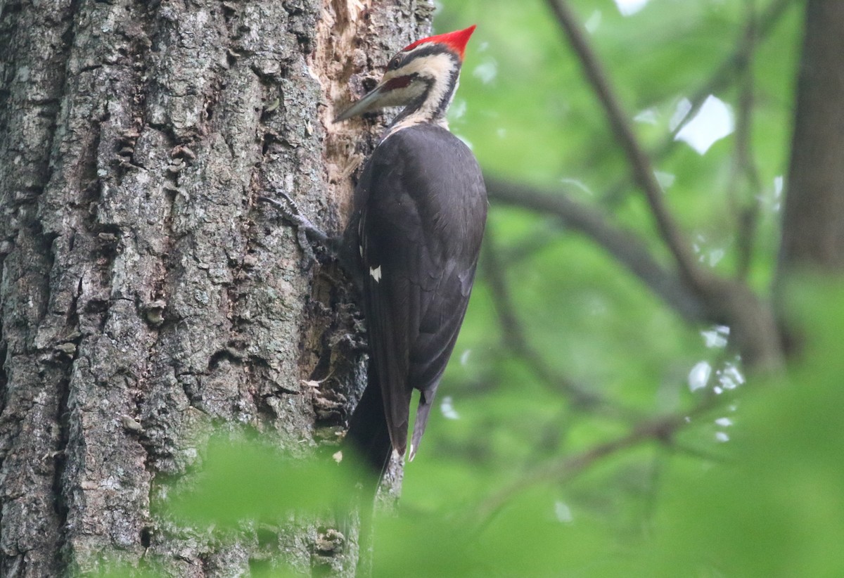 Pileated Woodpecker - ML620678599