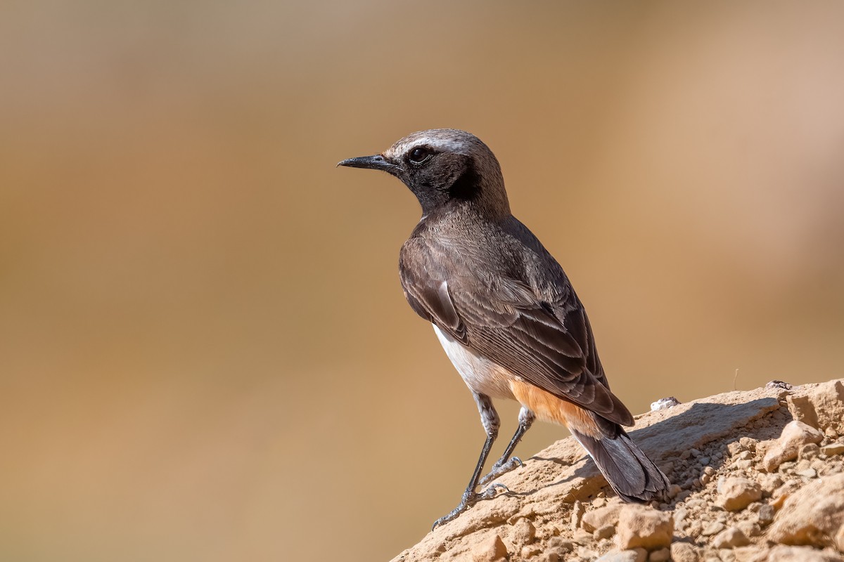 Kurdish Wheatear - ML620678600