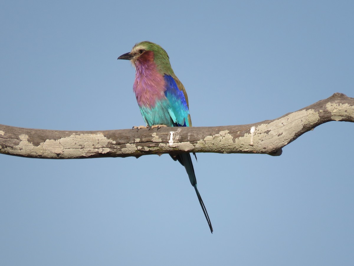 Lilac-breasted Roller - ML620678612