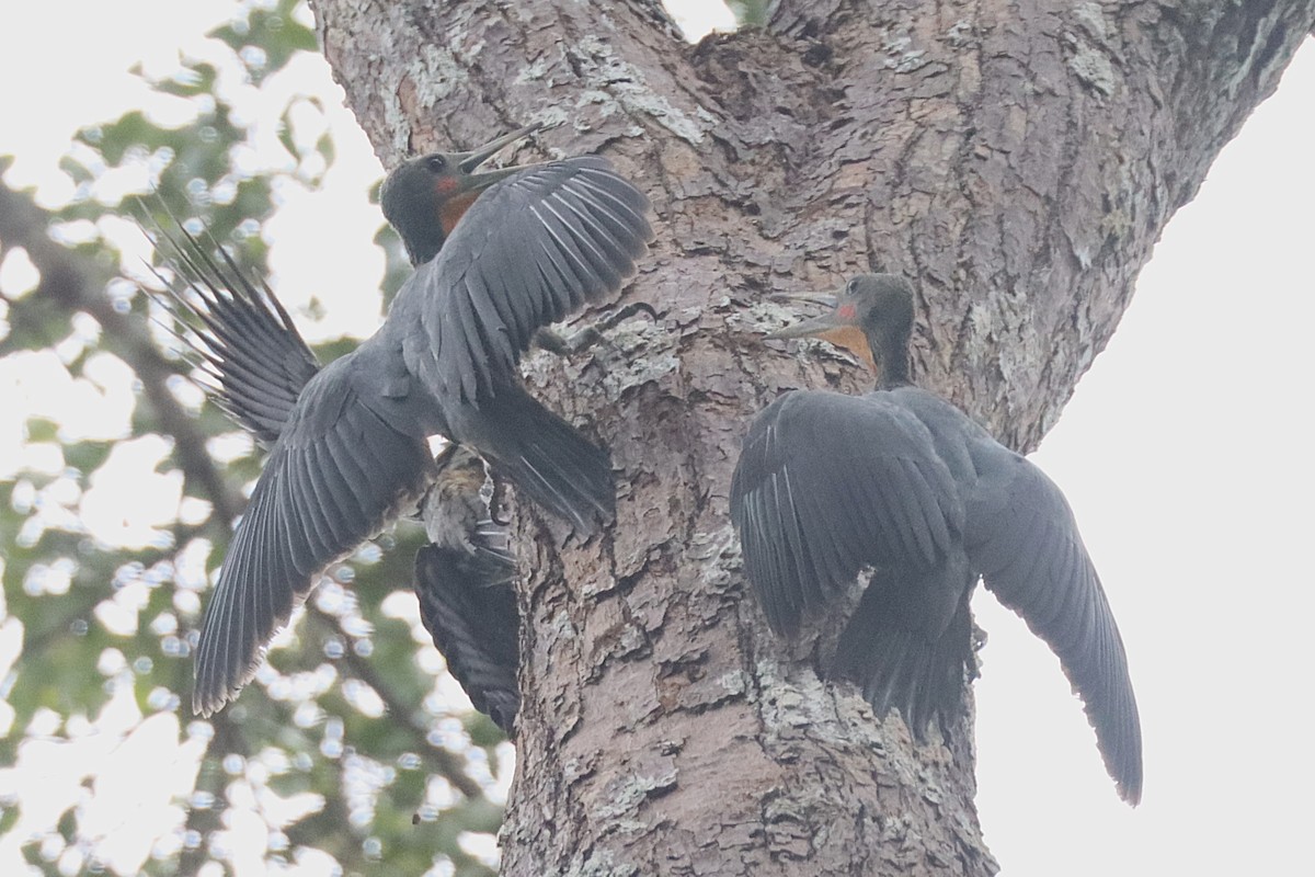 Great Slaty Woodpecker - ML620678614