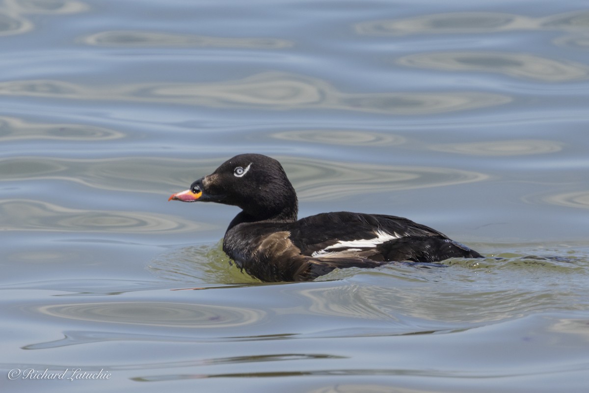 White-winged Scoter - ML620678617