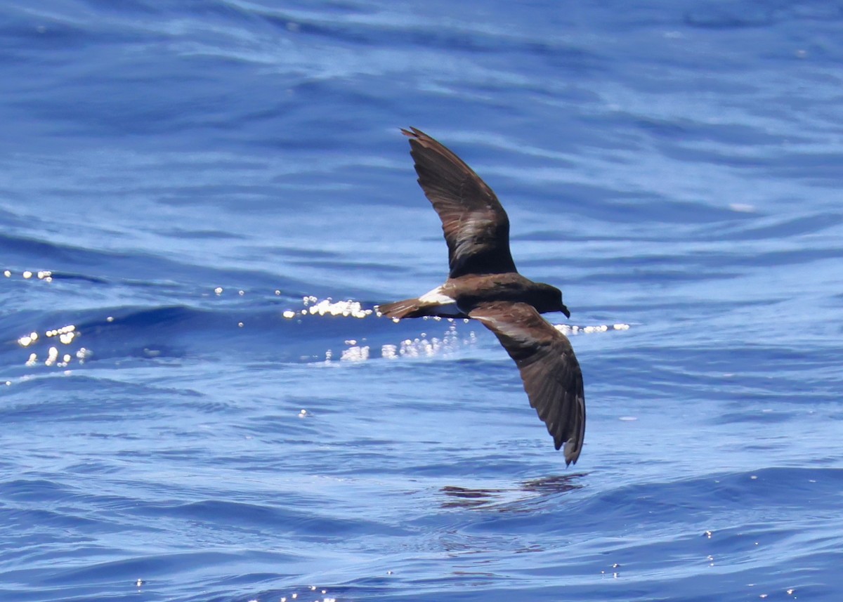 Band-rumped Storm-Petrel - ML620678620