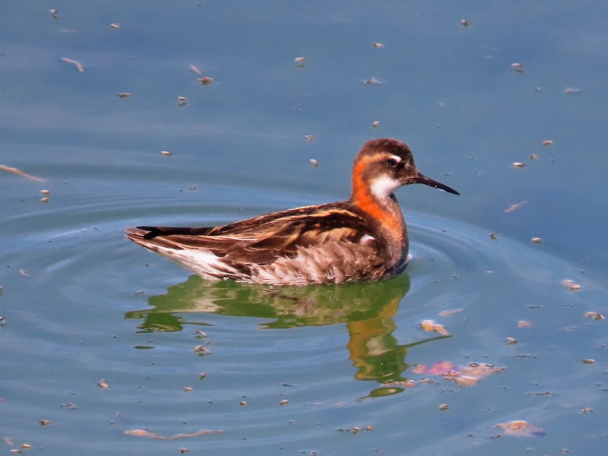 Red-necked Phalarope - ML620678624