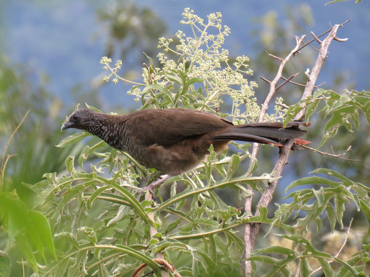 Speckled Chachalaca (Speckled) - ML620678625