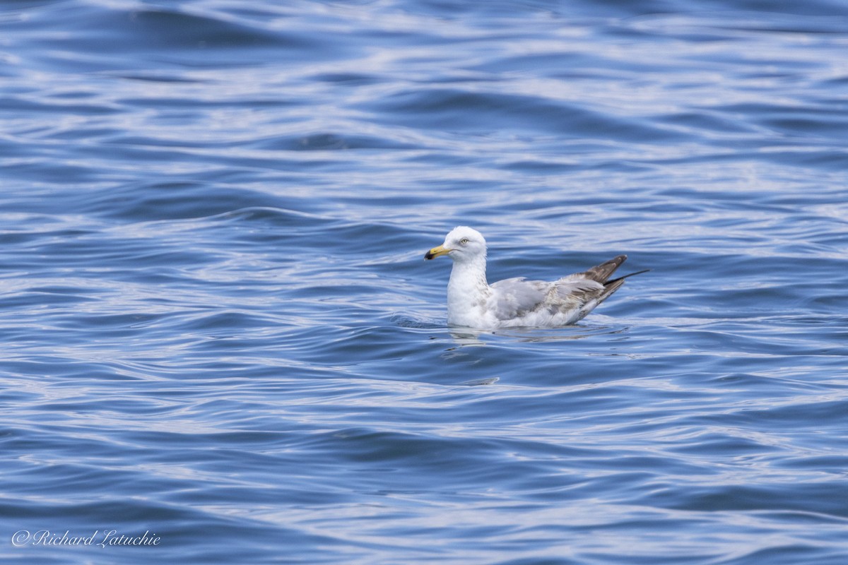 Gaviota Argéntea - ML620678626