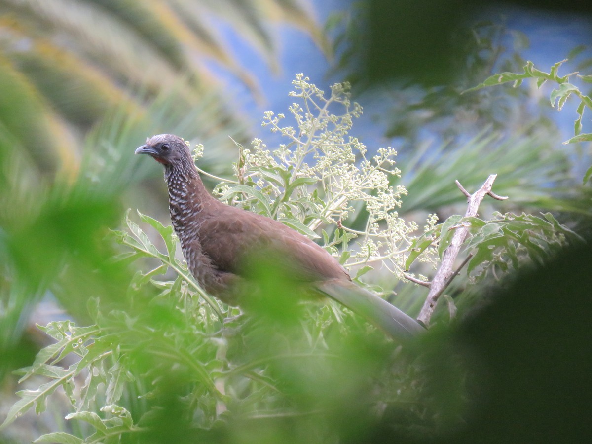 Speckled Chachalaca (Speckled) - ML620678627