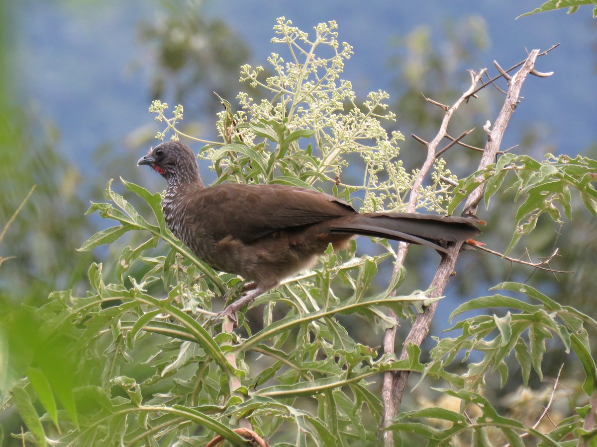 Speckled Chachalaca (Speckled) - ML620678628