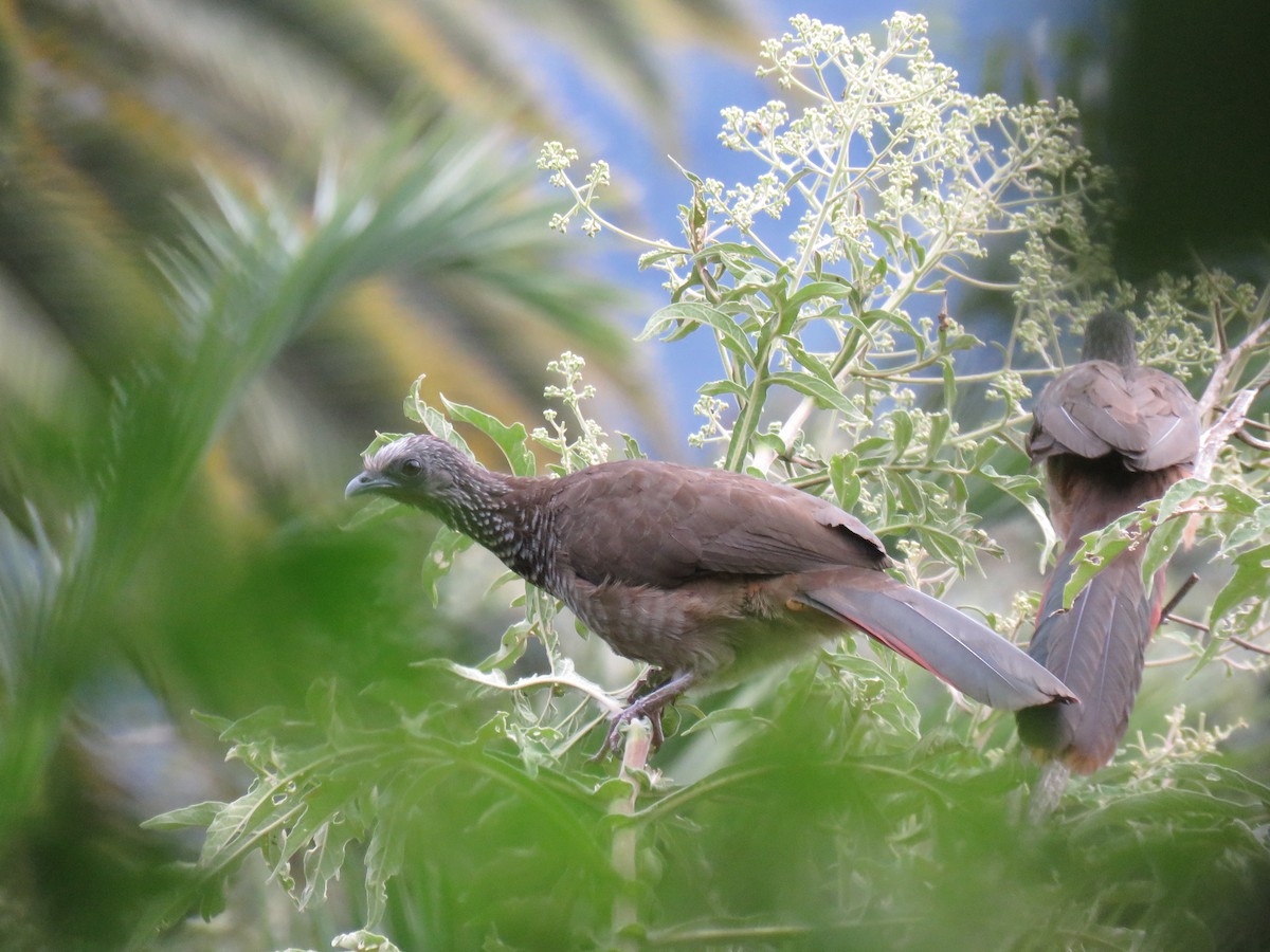 Speckled Chachalaca (Speckled) - ML620678630