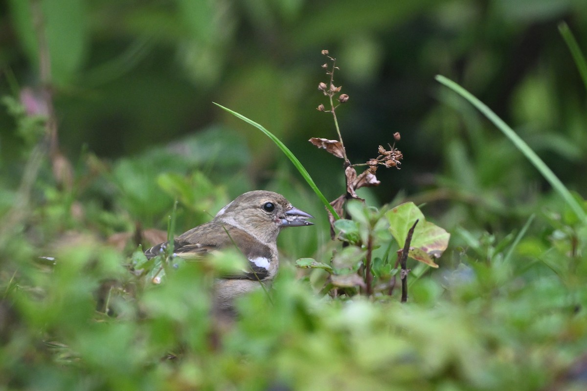 Common Chaffinch - ML620678632