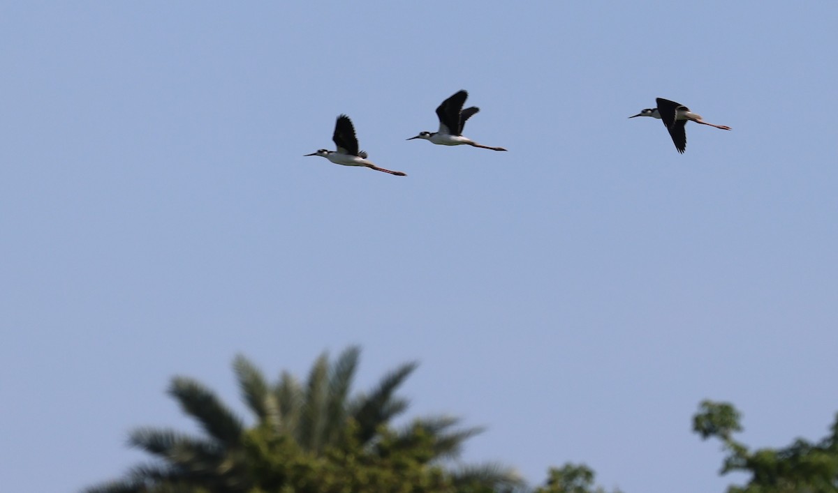 Black-necked Stilt - ML620678633