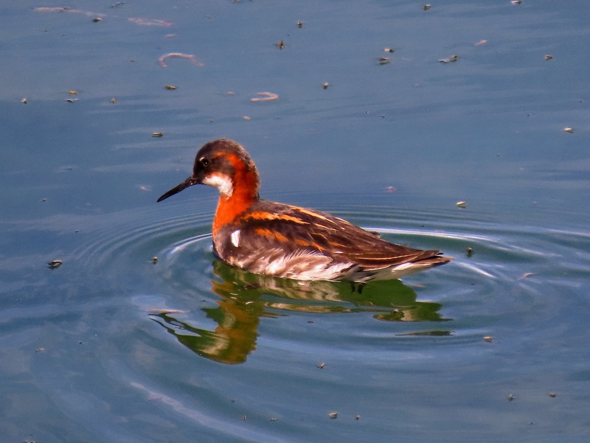 Red-necked Phalarope - ML620678635