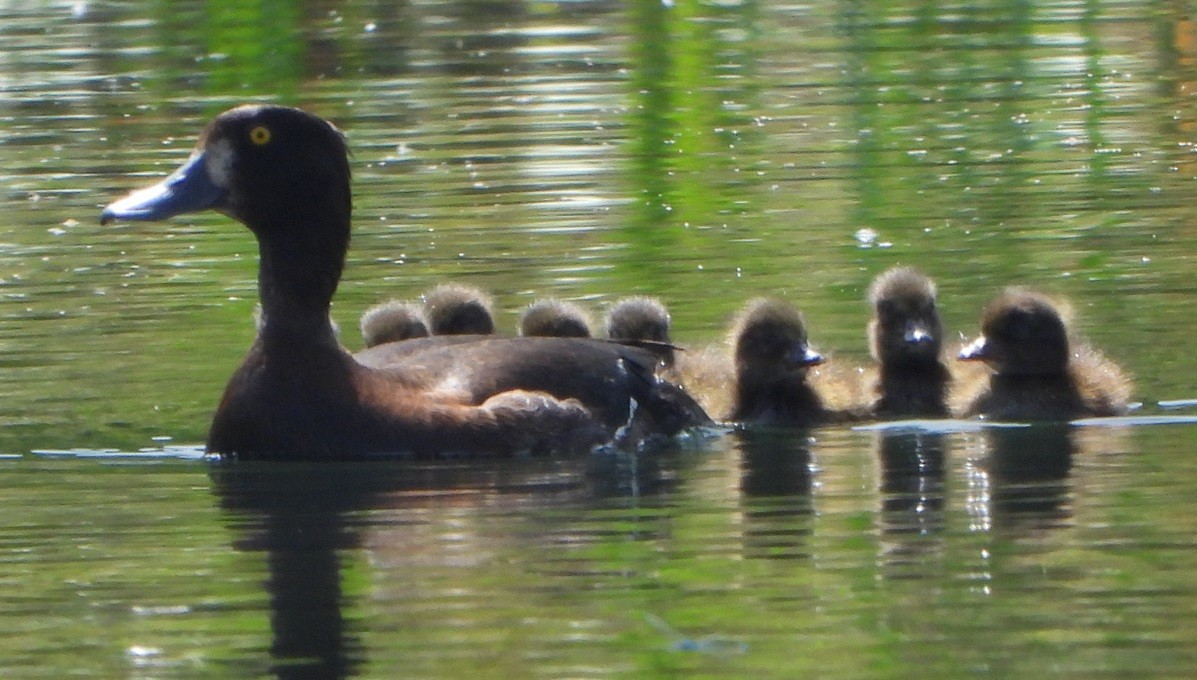 Tufted Duck - ML620678636