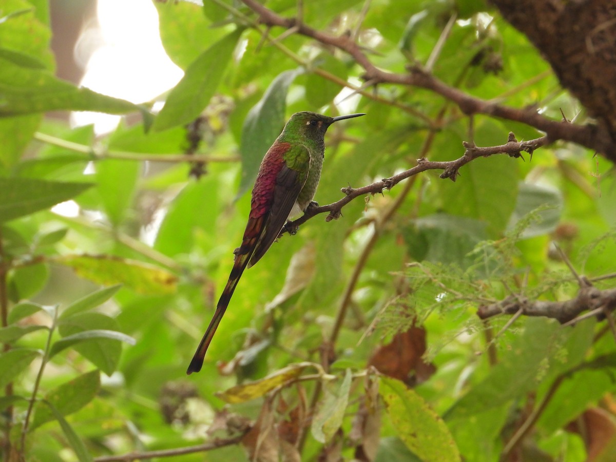 Red-tailed Comet - ML620678637