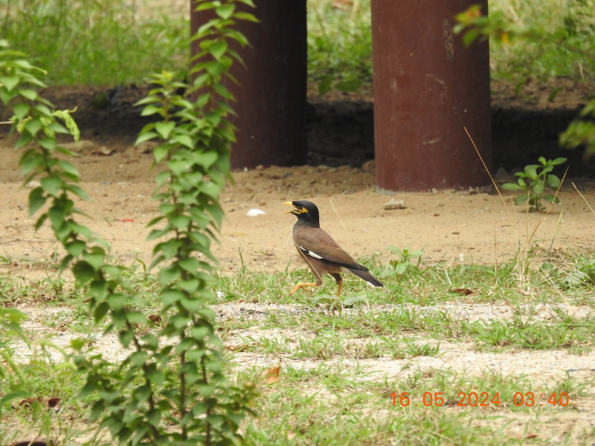 Common Myna - ML620678638