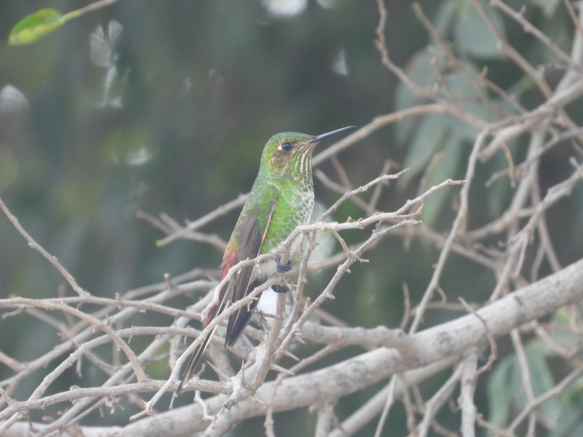 Colibrí Cometa - ML620678639