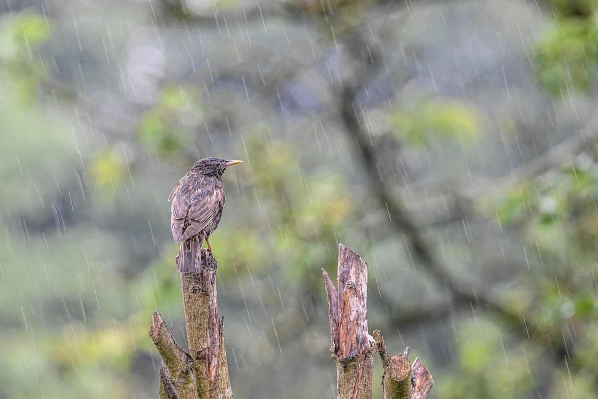 European Starling - ML620678640