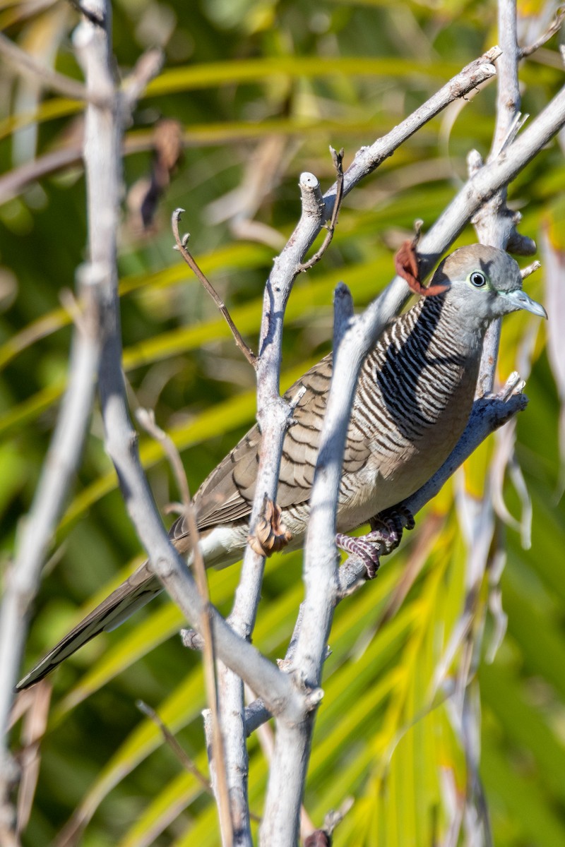 Zebra Dove - ML620678641