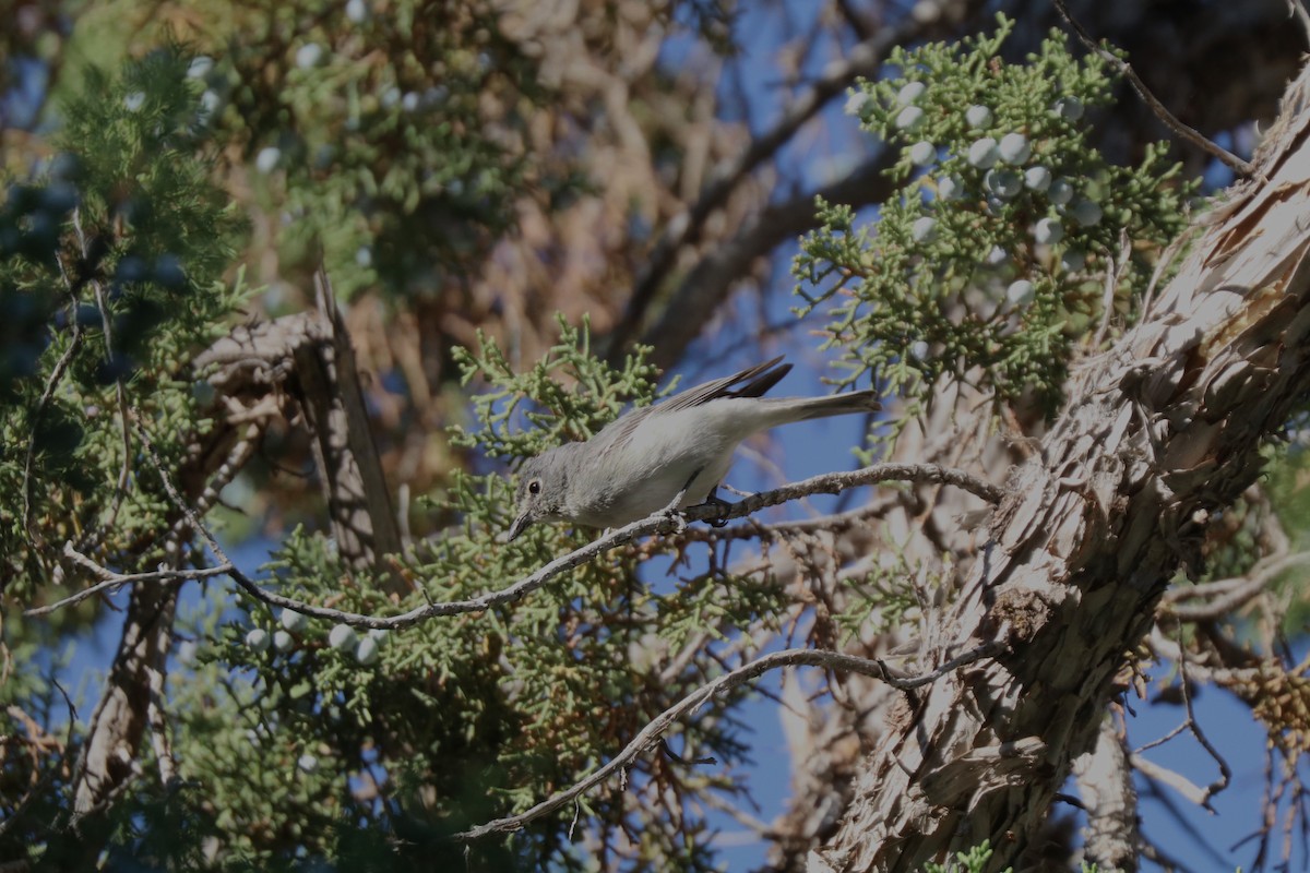 Plumbeous Vireo - ML620678646