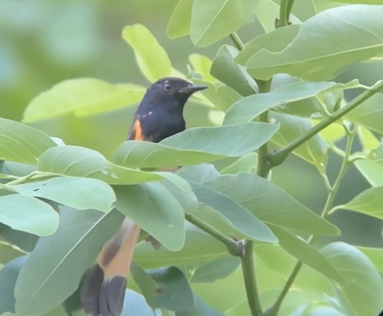 American Redstart - ML620678654