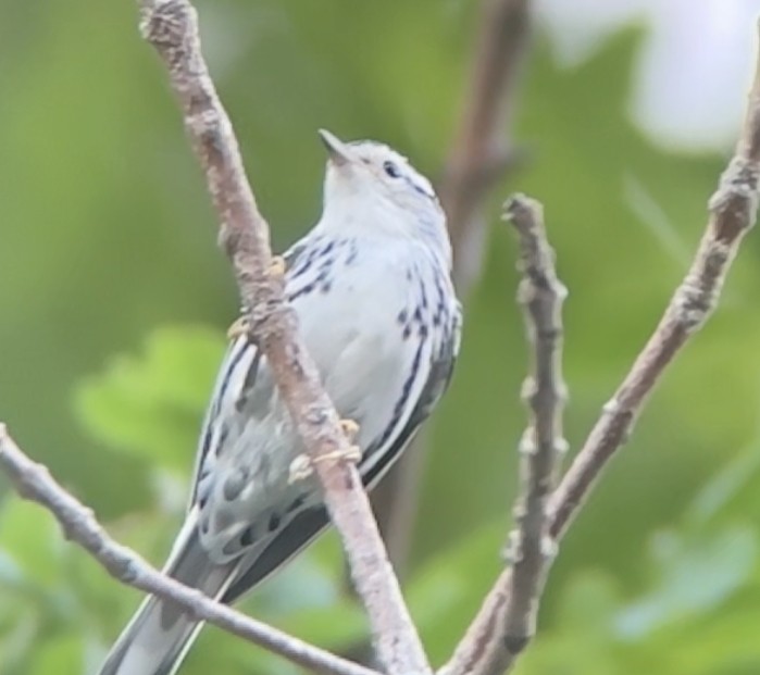 Black-and-white Warbler - ML620678657