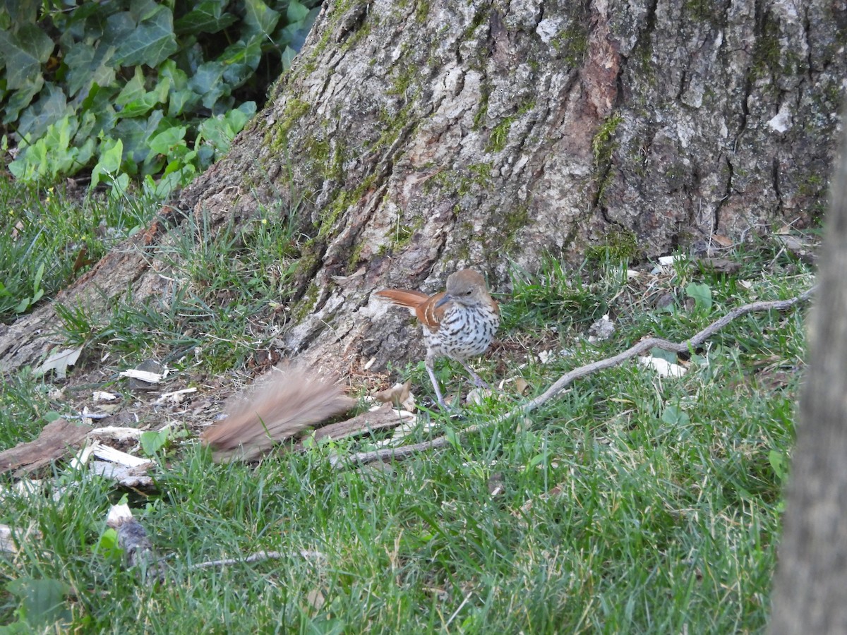 Brown Thrasher - ML620678660