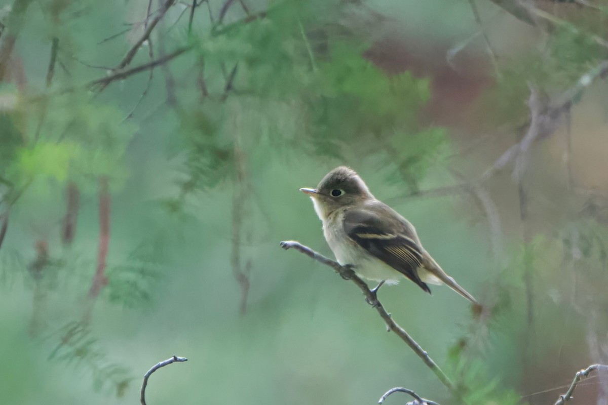 Western Flycatcher (Pacific-slope) - ML620678665