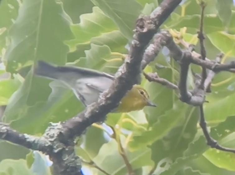 Yellow-throated Vireo - ML620678666