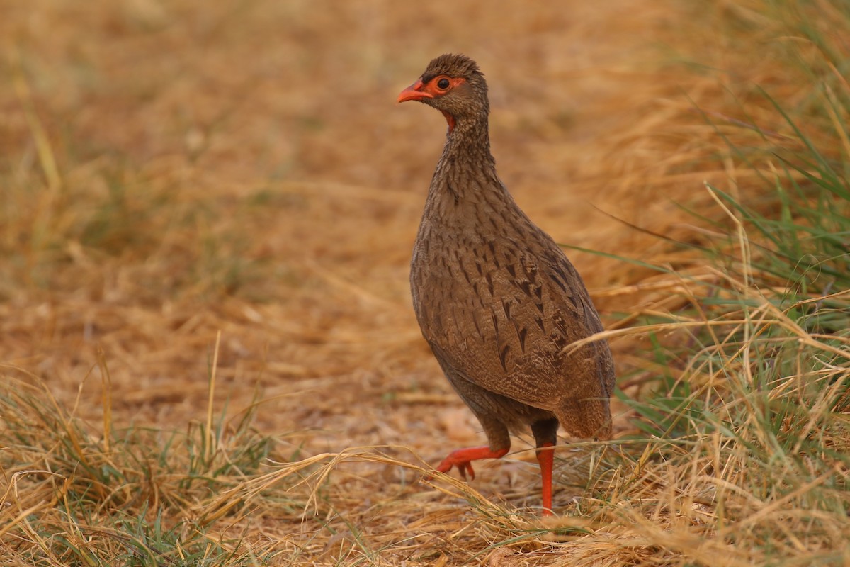 Red-necked Spurfowl - ML620678667
