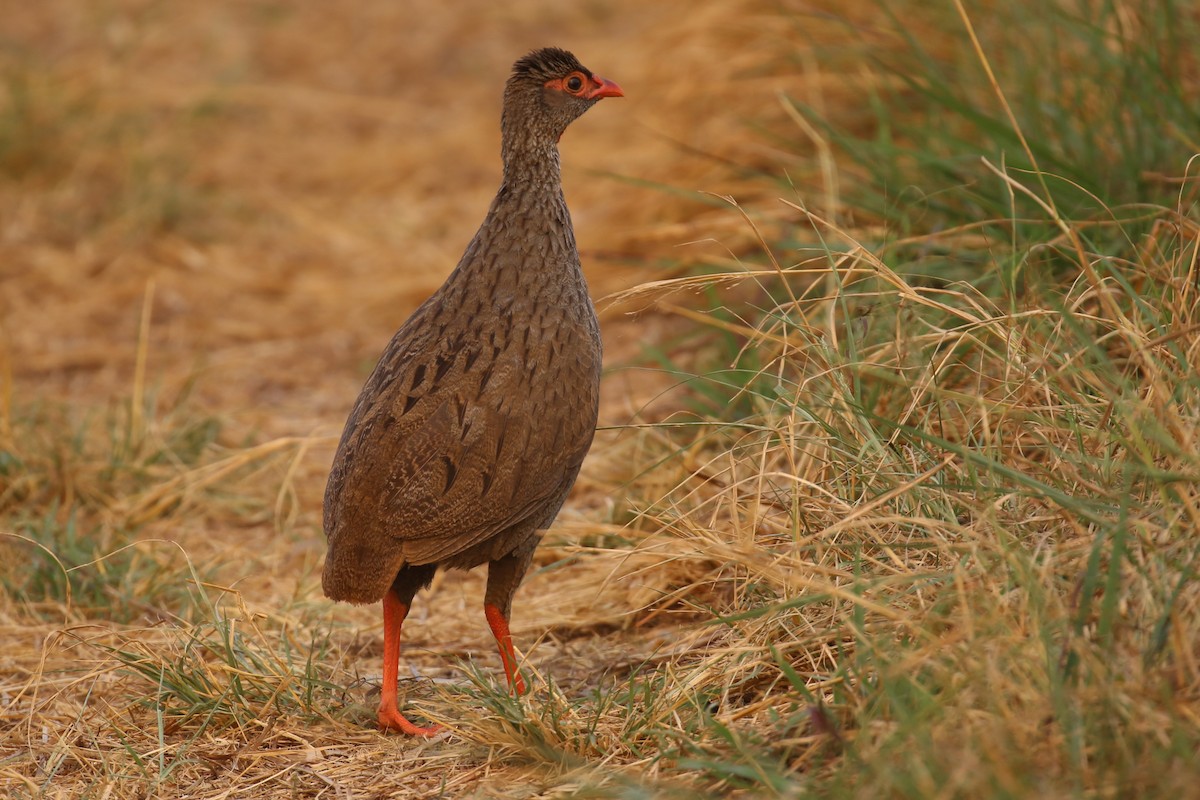 Red-necked Spurfowl - ML620678668