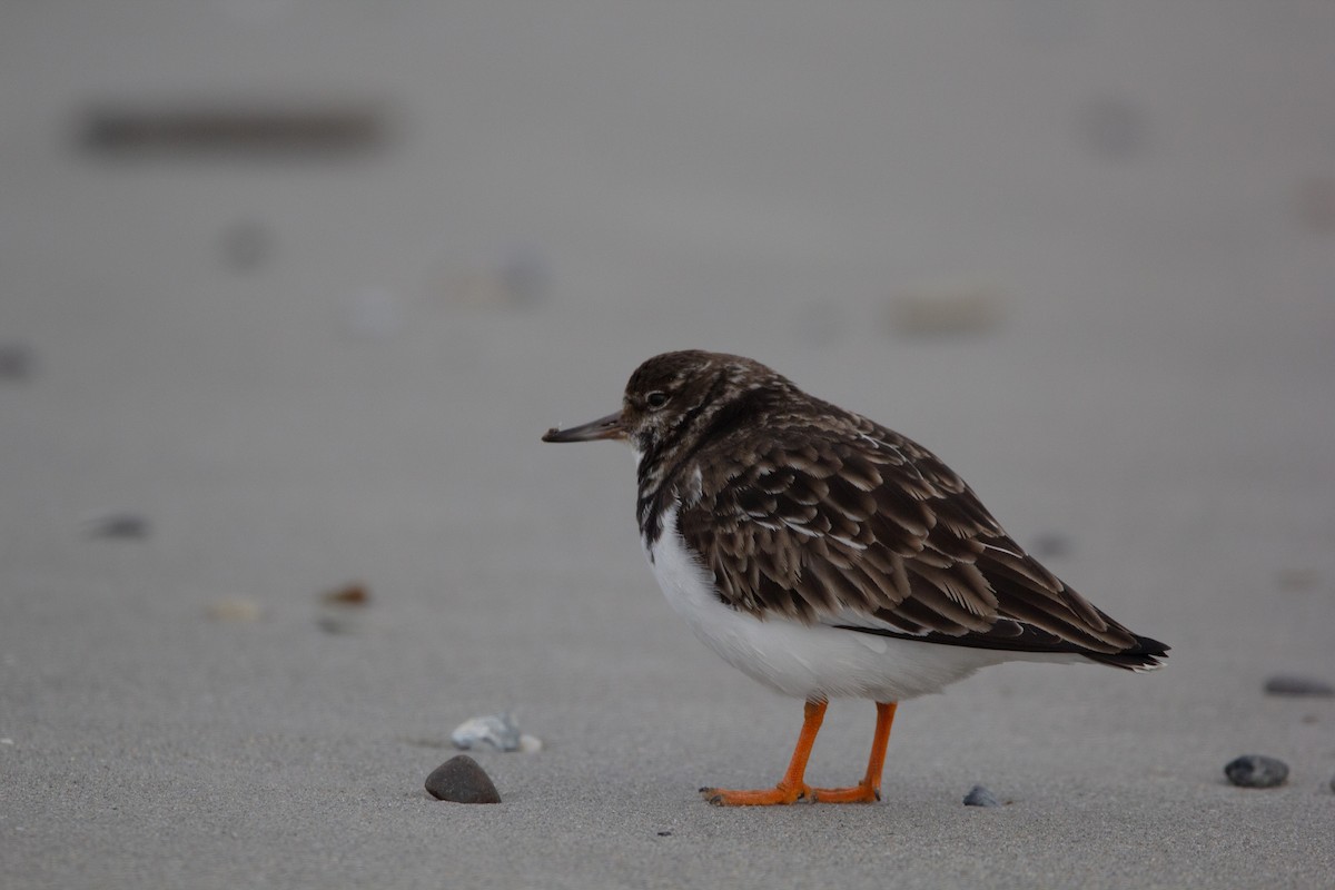 Ruddy Turnstone - ML620678669