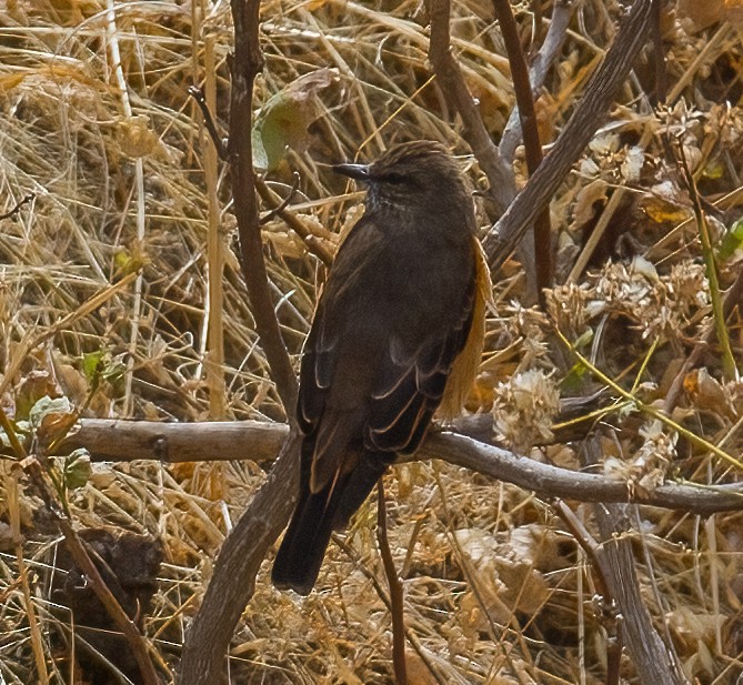 Streak-throated Bush-Tyrant - ML620678675